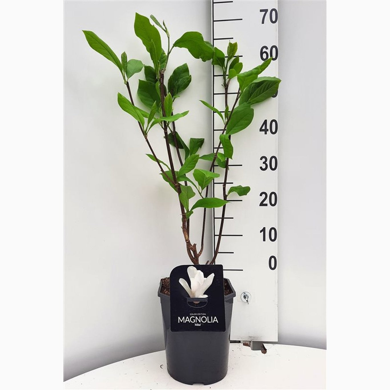 Magnolia – Magnolia 'Albatross' - C5 50-60 CM